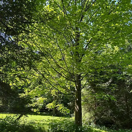 Forest House- Dom Nad Gorskim Potokiem 木屋