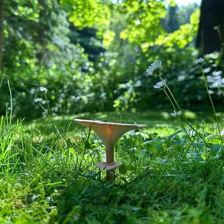 木屋 Forest House- Dom Nad Gorskim Potokiem